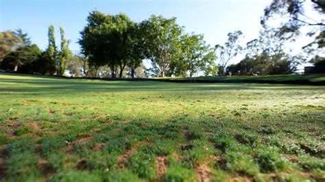 what is the best grass for golf greens? Is there any grass that can withstand extreme weather conditions and still provide the perfect playing surface?